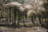 Juneberry (Amelanchier lamarckii)