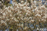 Juneberry (Amelanchier lamarckii)