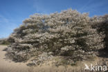 Juneberry (Amelanchier lamarckii)