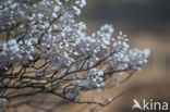 Juneberry (Amelanchier lamarckii)