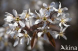 Amerikaans krentenboompje (Amelanchier lamarckii)