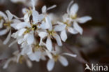 Amerikaans krentenboompje (Amelanchier lamarckii)