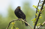 Merel (Turdus merula)