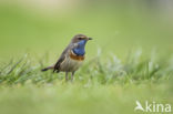 Blauwborst (Luscinia svecica)