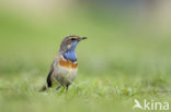 Bluethroat (Luscinia svecica)