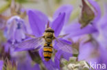 Marmelade Fly (Episyrphus balteatus)