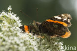 Red Admiral (Vanessa atalanta)