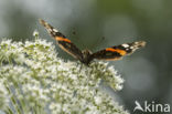 Red Admiral (Vanessa atalanta)