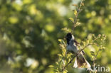 Reed Bunting (Emberiza schoeniclus)