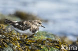 Ruddy Turnstone (Arenaria interpres)