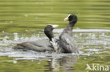 Meerkoet (Fulica atra)