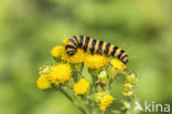 Jacobskruiskruid (Jacobaea vulgaris)