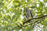 Goshawk (Accipiter gentilis)
