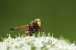 giant hoverfly (Volucella zonaria)