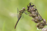 Steenrode heidelibel (Sympetrum vulgatum)