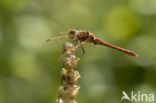 Steenrode heidelibel (Sympetrum vulgatum)