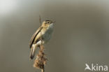 Sedge Warbler (Acrocephalus schoenobaenus)