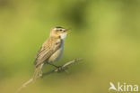 Sedge Warbler (Acrocephalus schoenobaenus)