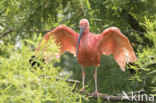 Scarlet Ibis (Eudocimus ruber)