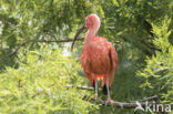 Rode Ibis (Eudocimus ruber)