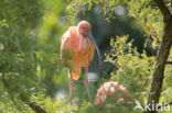 Rode Ibis (Eudocimus ruber)