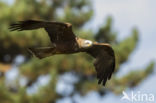 Black Kite (Milvus migrans)