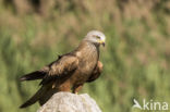 Black Kite (Milvus migrans)