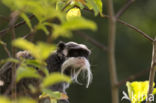 Emperor Tamarin (Saguinus imperator)