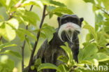 Emperor Tamarin (Saguinus imperator)