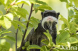 Keizer tamarin (Saguinus imperator)