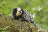 Geoffroy s marmoset (Callithrix geoffroyi)