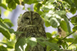 Tawny Owl (Strix aluco)