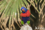 Rainbow lorikeet (Trichoglossus haematodus)