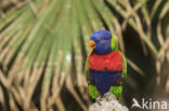 Rainbow lorikeet (Trichoglossus haematodus)