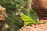 Rainbow lorikeet (Trichoglossus haematodus)