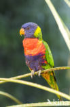 Rainbow lorikeet (Trichoglossus haematodus)