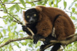 Red Ruffed Lemur (Varecia variegata rubra)