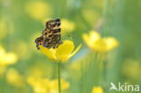 Map Butterfly (Araschnia levana)