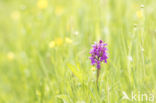 Common Spotted Orchid (Dactylorhiza fuchsii)