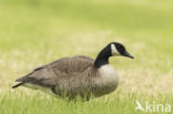 Canadese Gans (Branta canadensis)