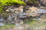 Kleine Barmsijs (Carduelis flammea cabaret)