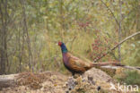 Ring-necked Pheasant (Phasianus colchicus)