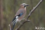 Vlaamse Gaai (Garrulus glandarius)