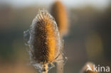 Grote kaardebol (Dipsacus fullonum)