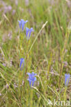 Marsh Gentian (Gentiana pneumonanthe)