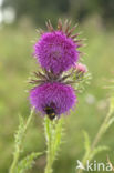 Knikkende distel (Carduus nutans)