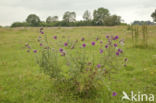 Knikkende distel (Carduus nutans)