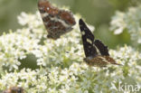 Landkaartje (Araschnia levana)