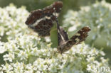 Map Butterfly (Araschnia levana)