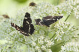 Map Butterfly (Araschnia levana)